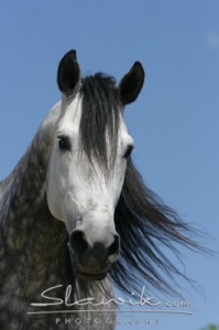 Obrazek